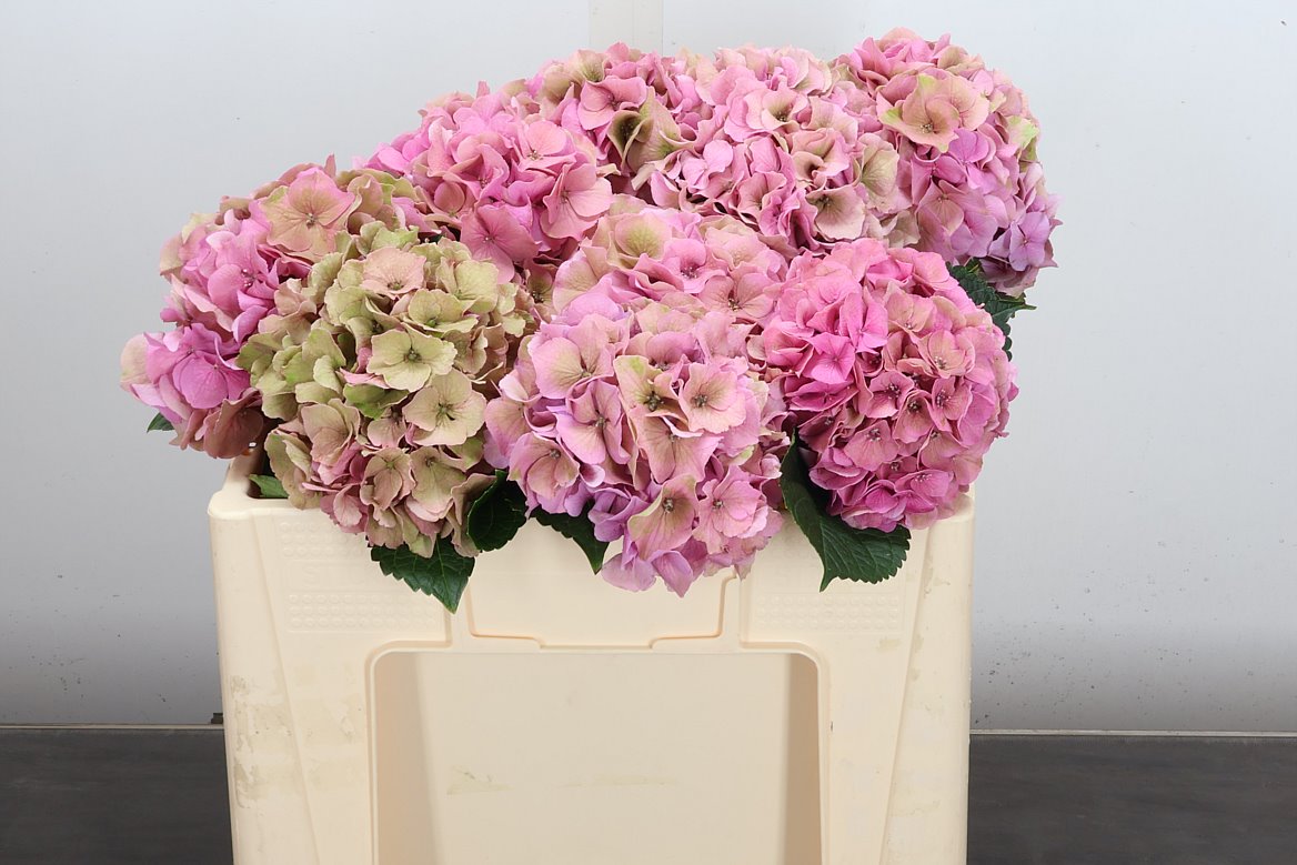 Hydrangea Royal Palace Classic 50cm 11-13cm Hd