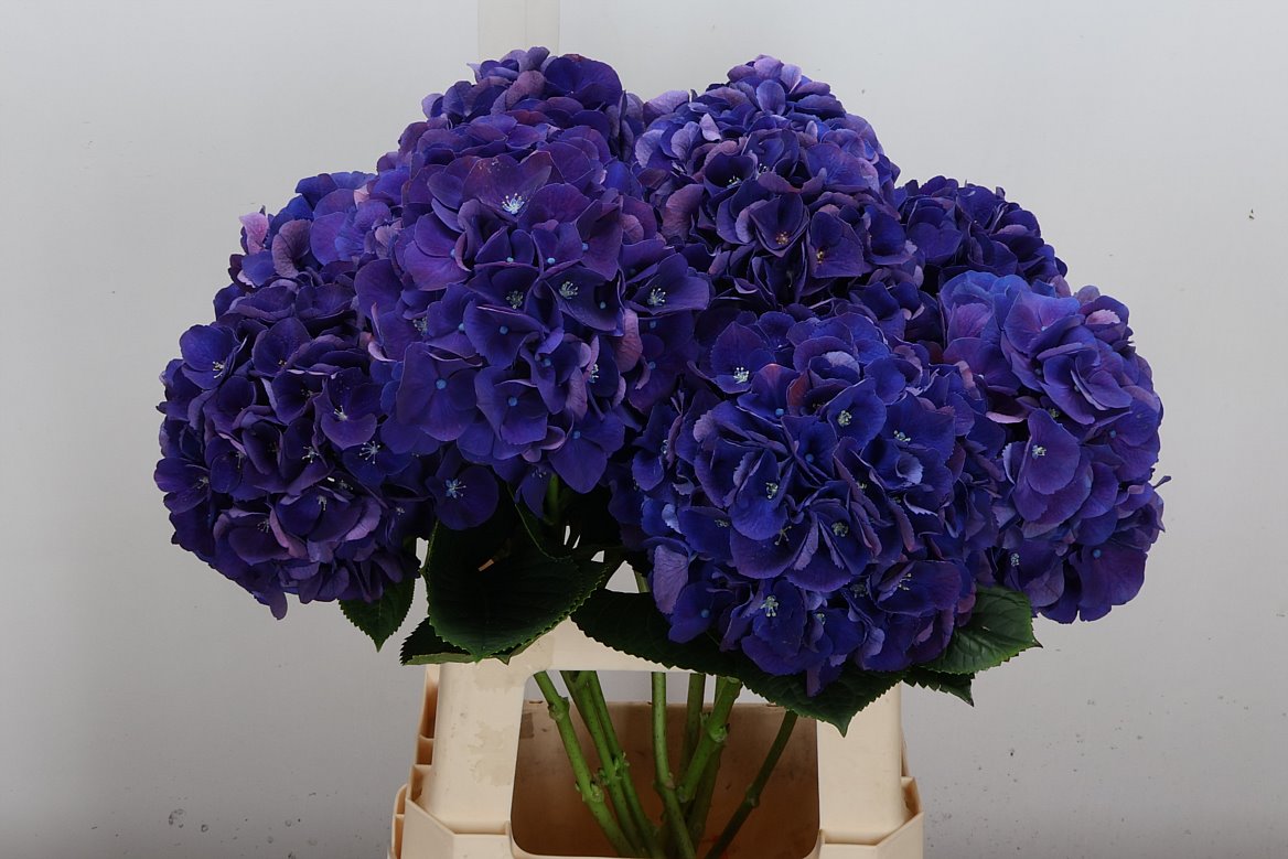 Hydrangea Royal King 60cm 13-15cm Hd