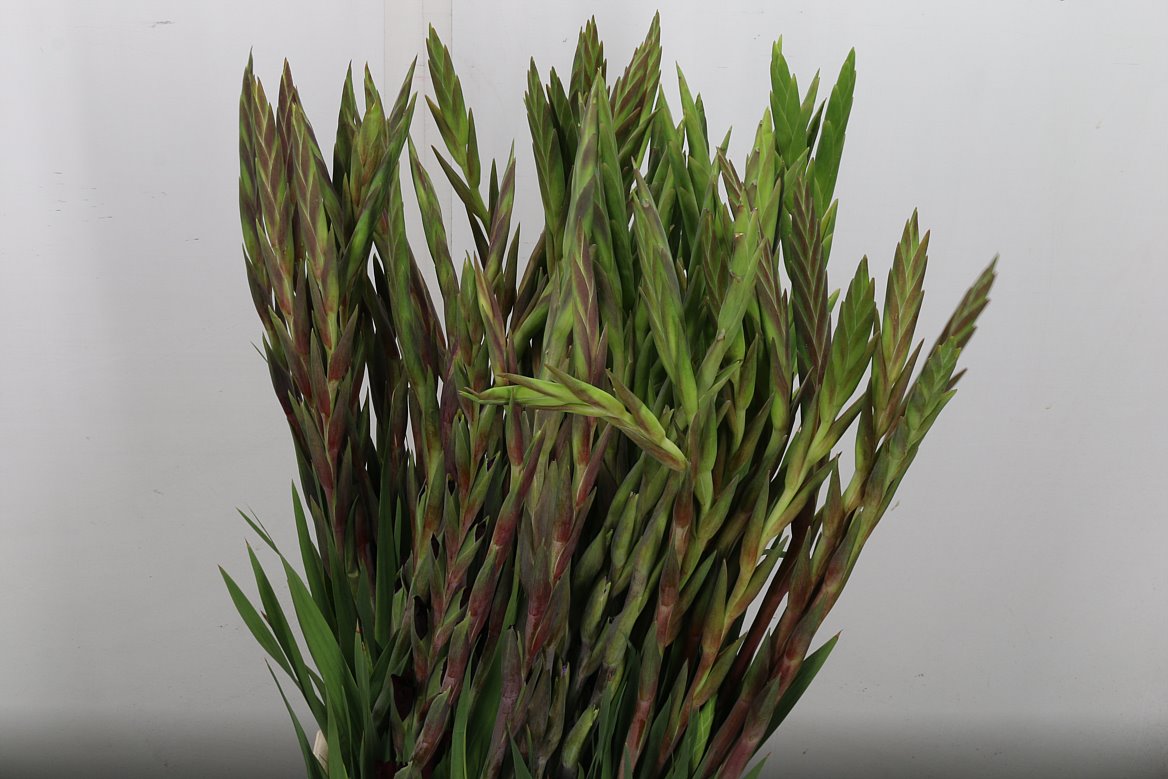 Gladiolus Mini Mix 65cm 45gr.