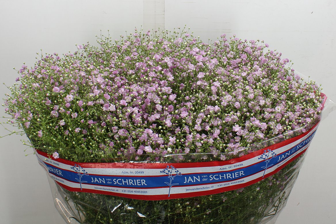Gypsophila Paniculata My Pink 80cm 50gr.