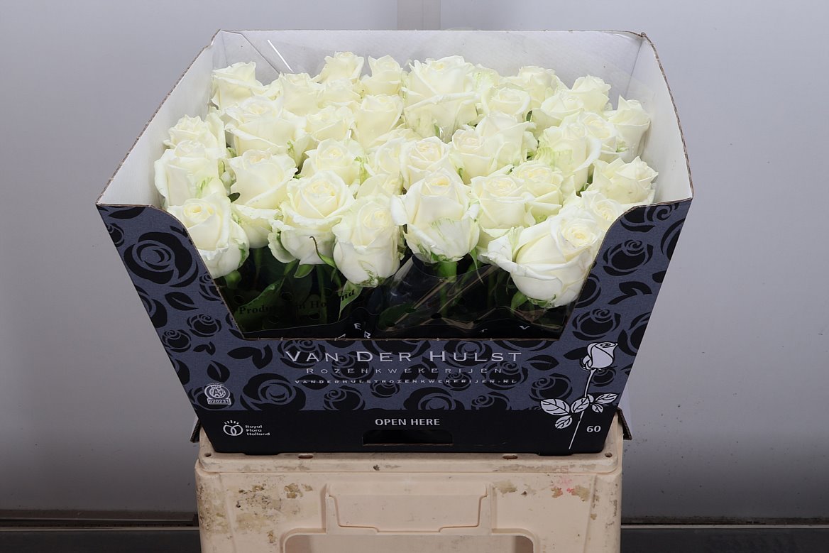 Rosa Noëlia 60cm