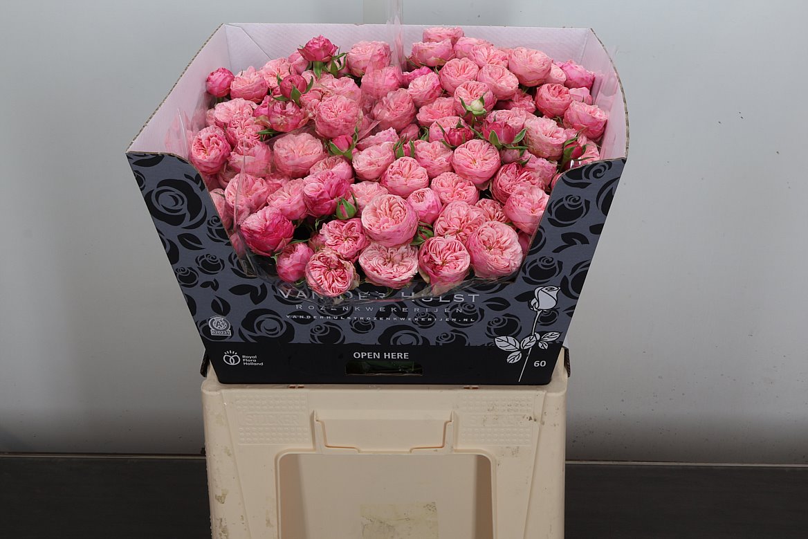 Rosa Spray Royal Blush Joy 60cm 4+