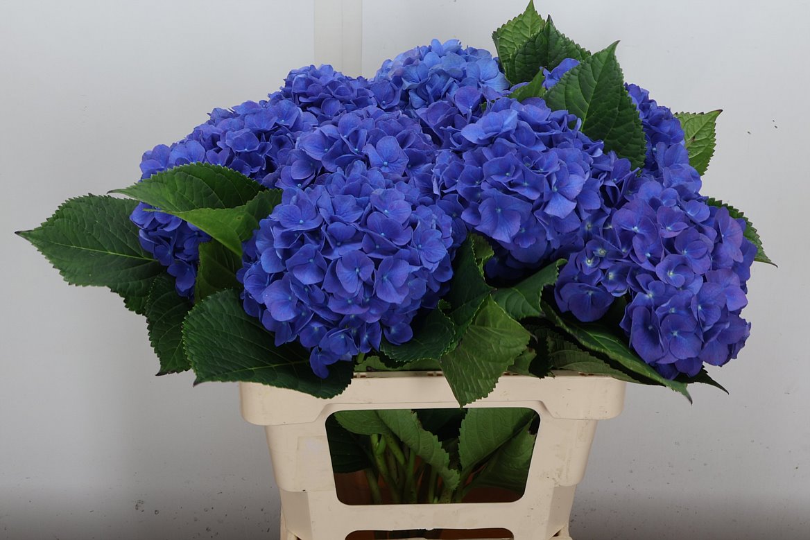 Hydrangea Pompidou 60cm 14-16cm Hd
