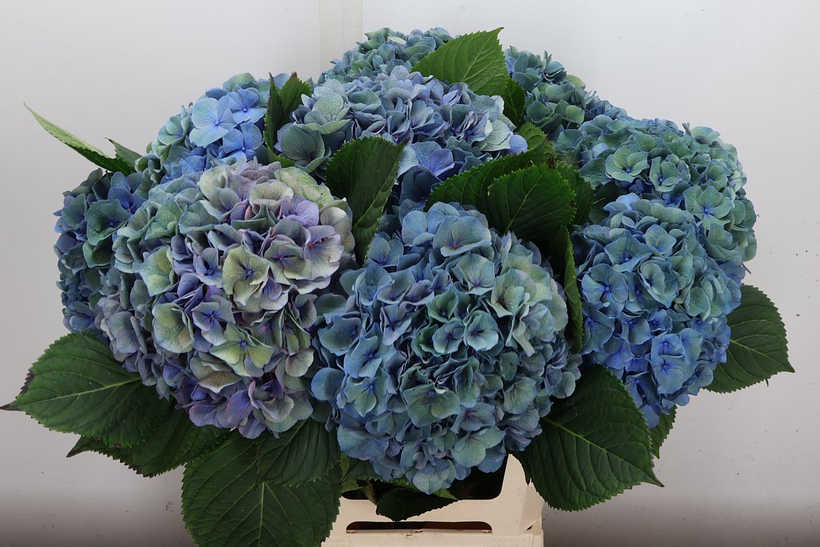 Hydrangea Pompidou Classic 65cm 21-23cm Hd