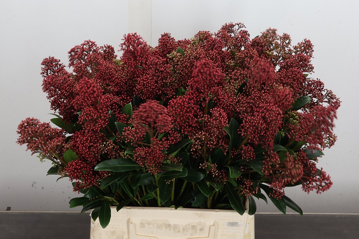 Skimmia Japonica Rubella Per Bunch 40cm