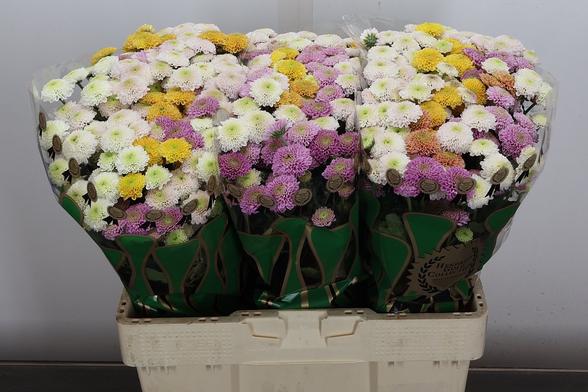 Chrysanth Santini Pompon Mix Per Bunch 55cm 44gr.