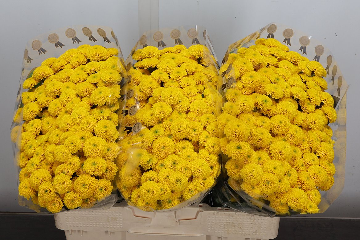 Chrysanth Santini Aurinko 55cm 40gr.