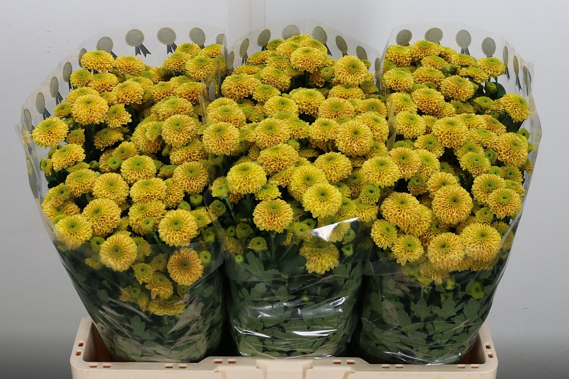 Chrysanth Santini Doria Orange 55cm 44gr.