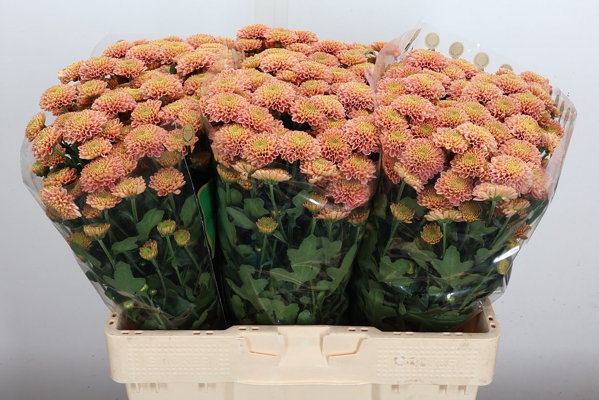 Chrysanth Santini Ellison Salmon 55cm 44gr.