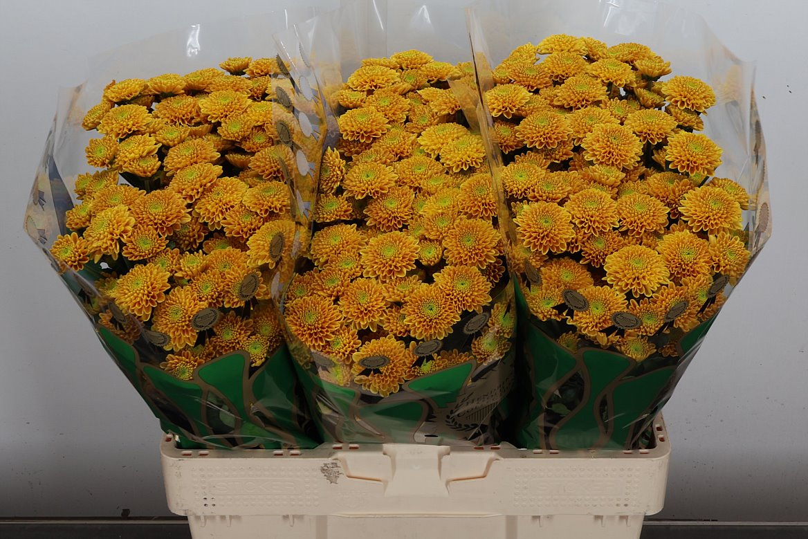 Chrysanth Santini Ellison Orange 55cm 52gr.