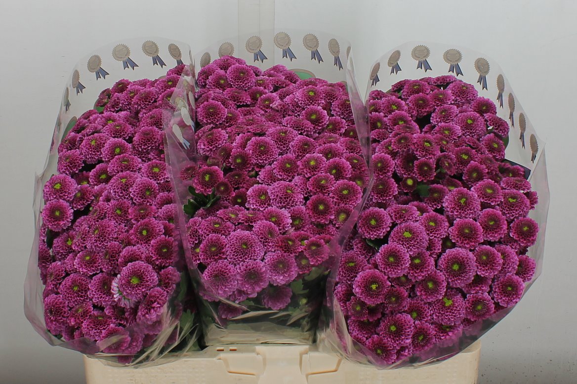 Chrysanth Santini Purpetta 55cm 44gr.