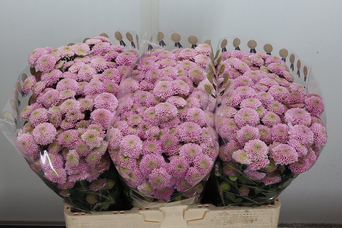 Chrysanth Santini Ellison Sweet 55cm 44gr.
