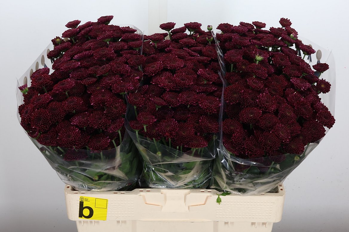 Chrysanth Santini Jinda Red 55cm 44gr.