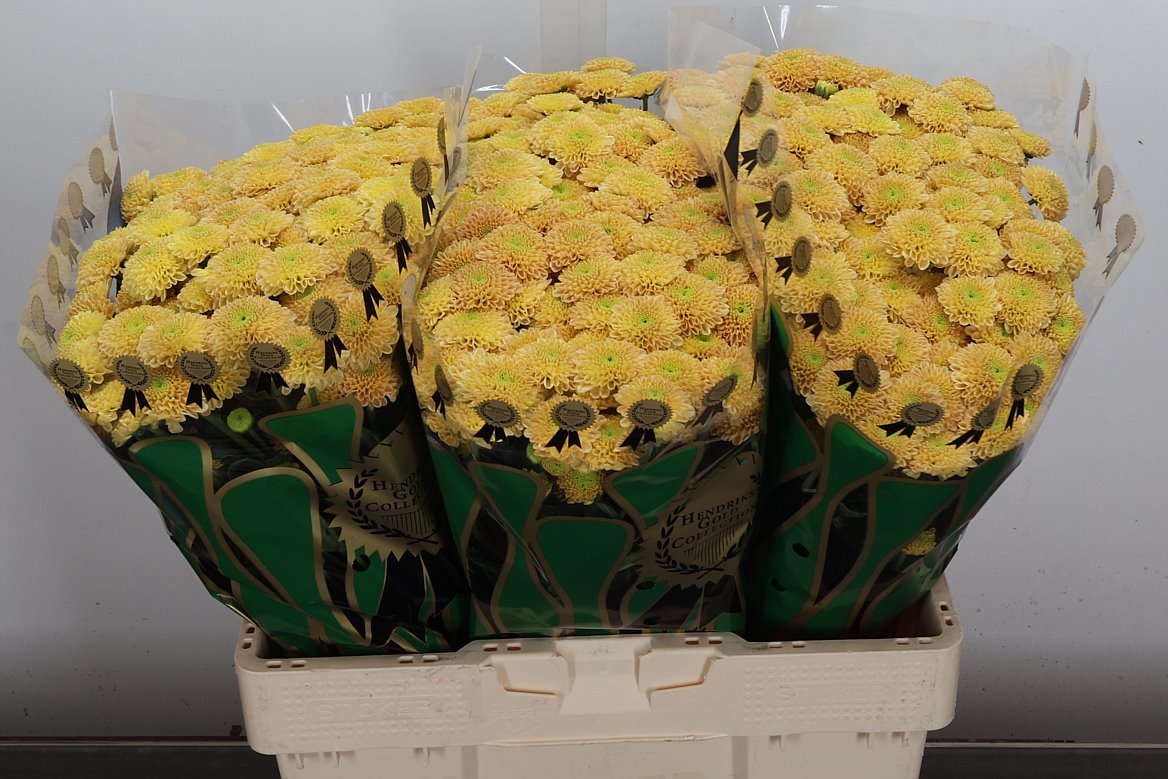 Chrysanth Santini Ellison Peach 55cm 44gr.