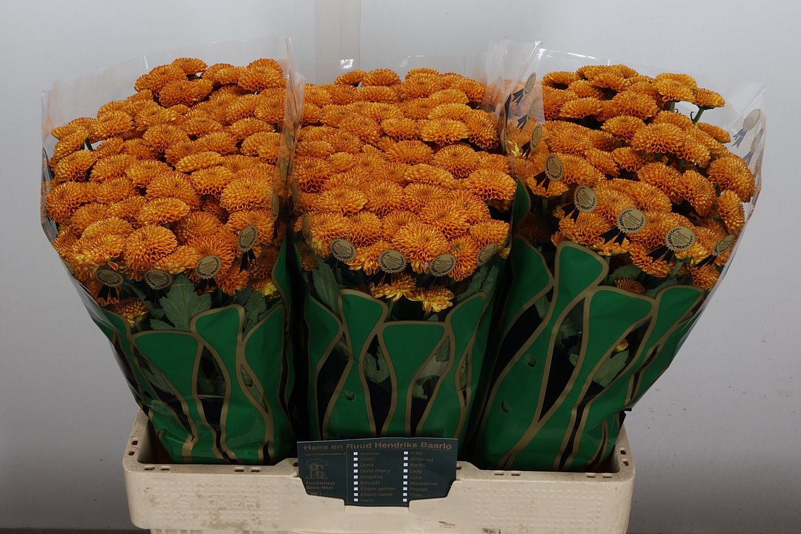 Chrysanth Santini Pluto 55cm 40gr.
