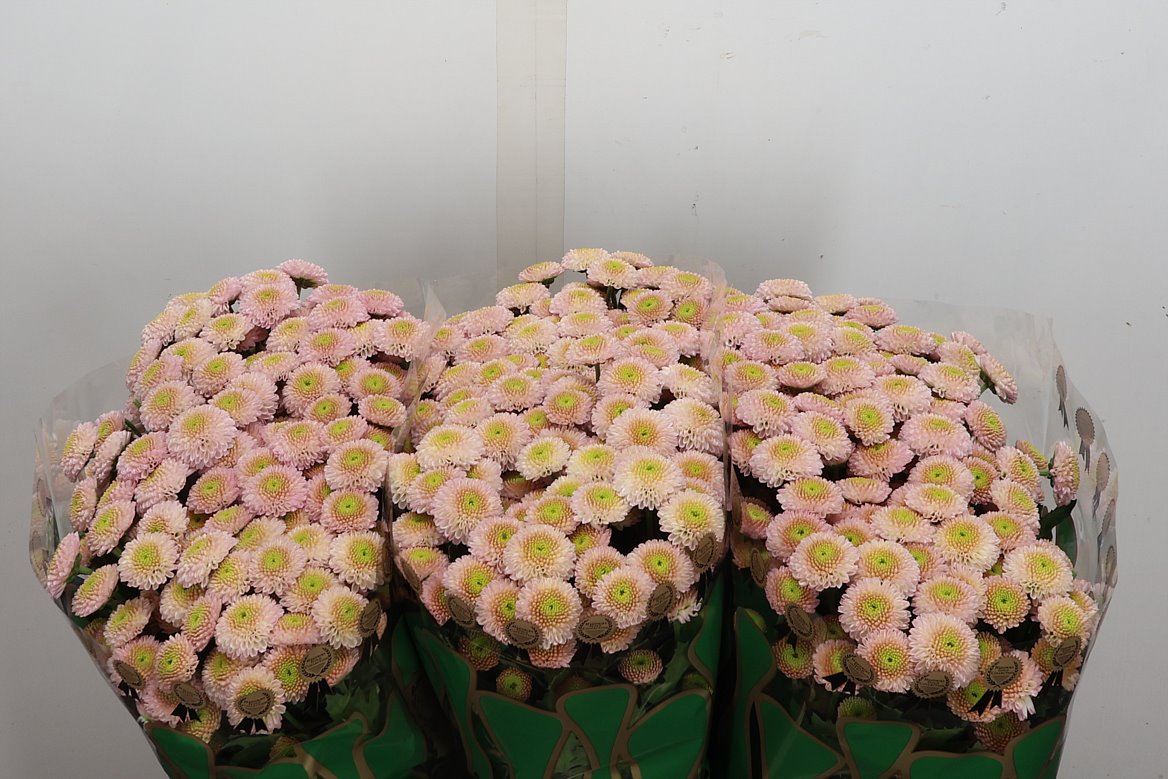 Chrysanth Santini Lawson 55cm