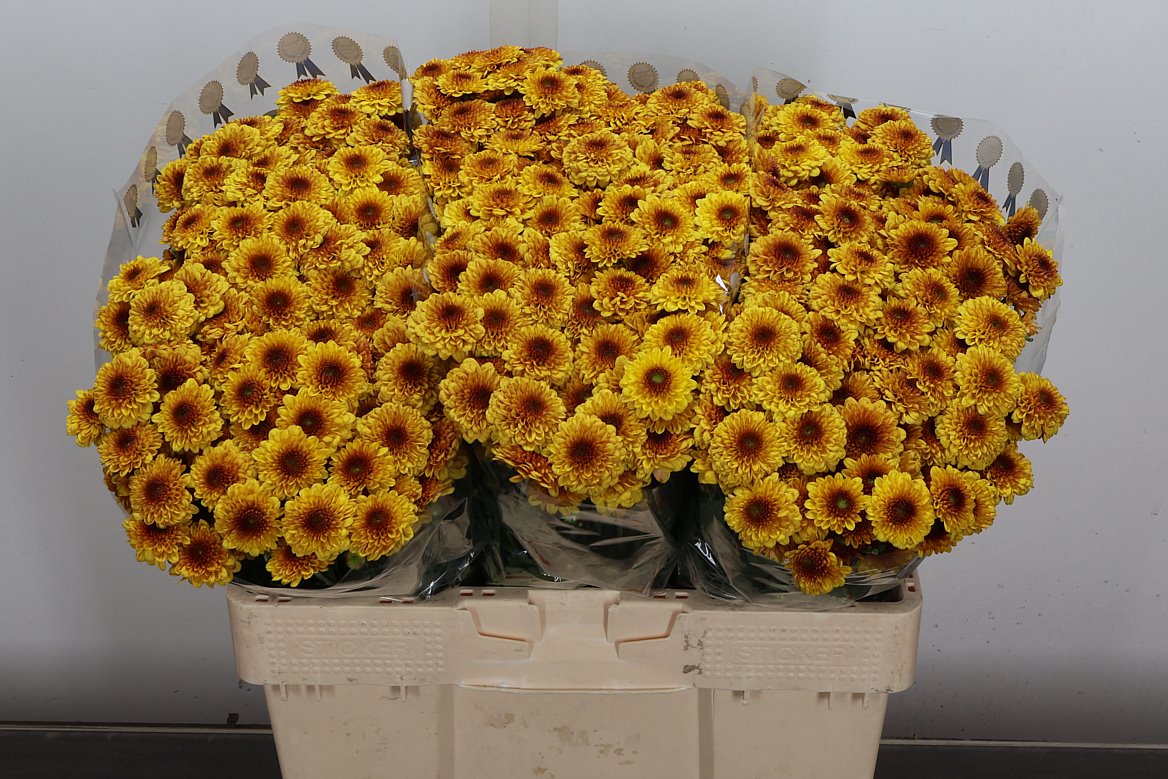 Chrysanth Santini Lexy 55cm 48gr.