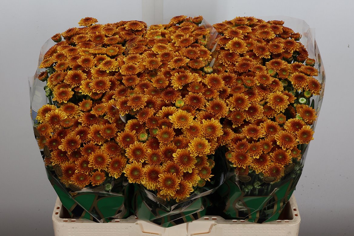 Chrysanth Santini Lexy 55cm 50gr.