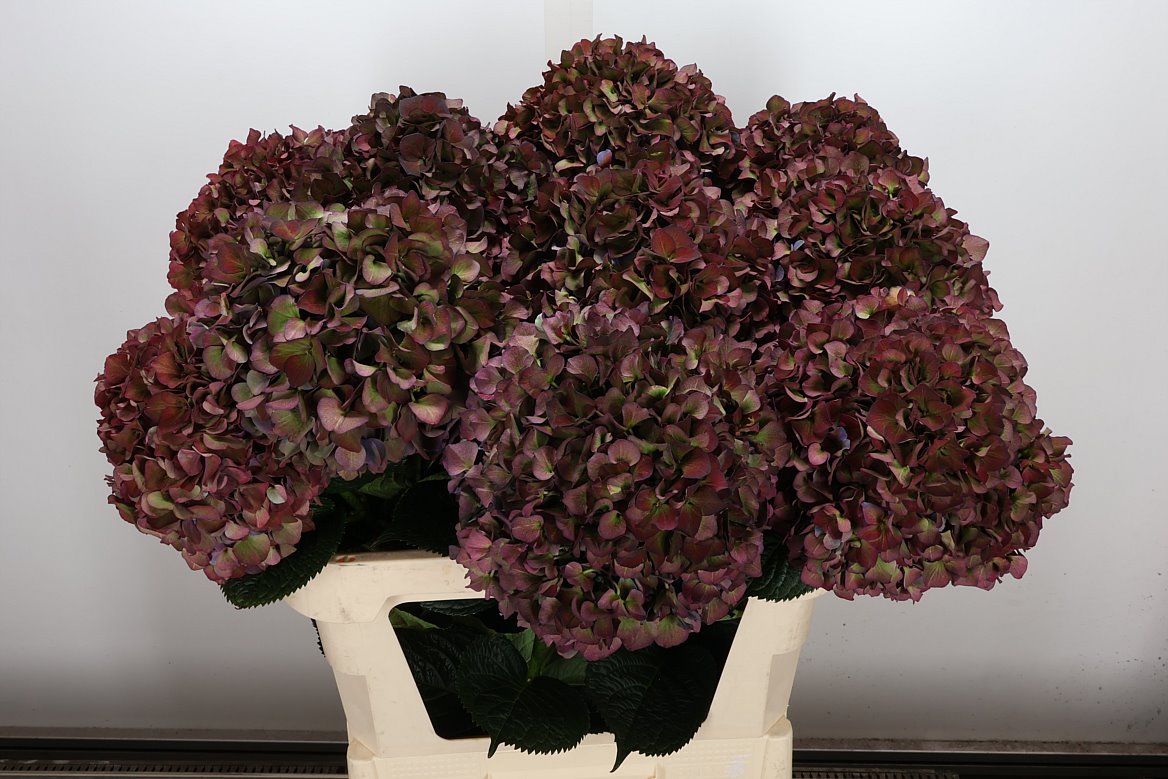 Hydrangea Pink Ruby Classic 80cm 20-22cm Hd