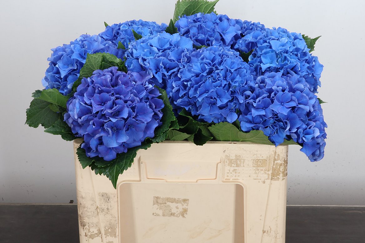 Hydrangea Royal Parade 50cm 17-19cm Hd