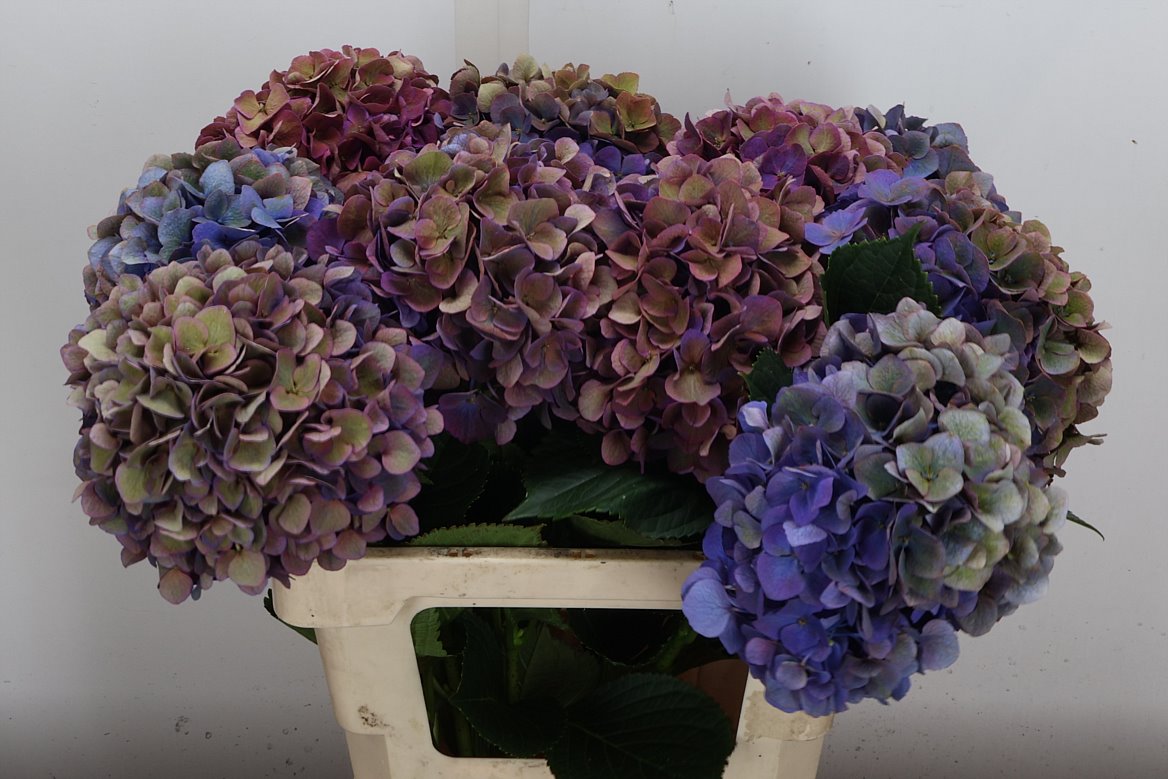 Hydrangea Royal Opera Classic 60cm 16-18cm Hd