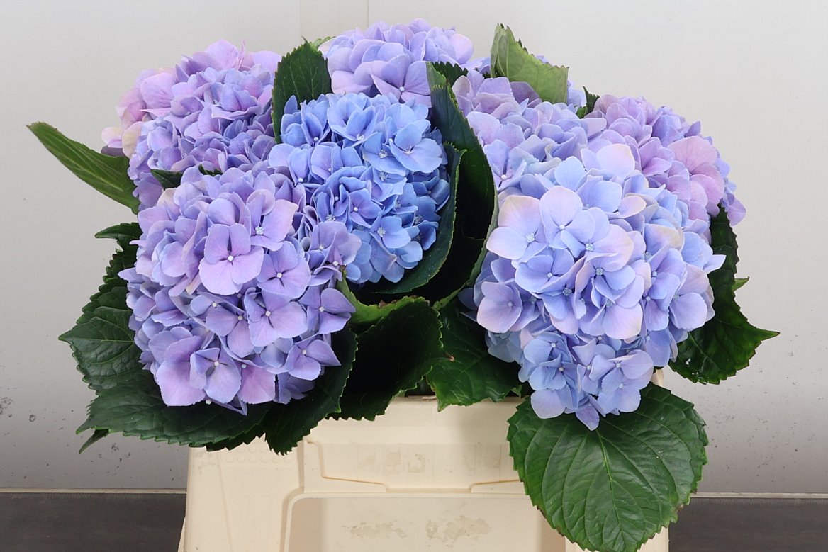 Hydrangea Royal Benefit 40cm 13-15cm Hd