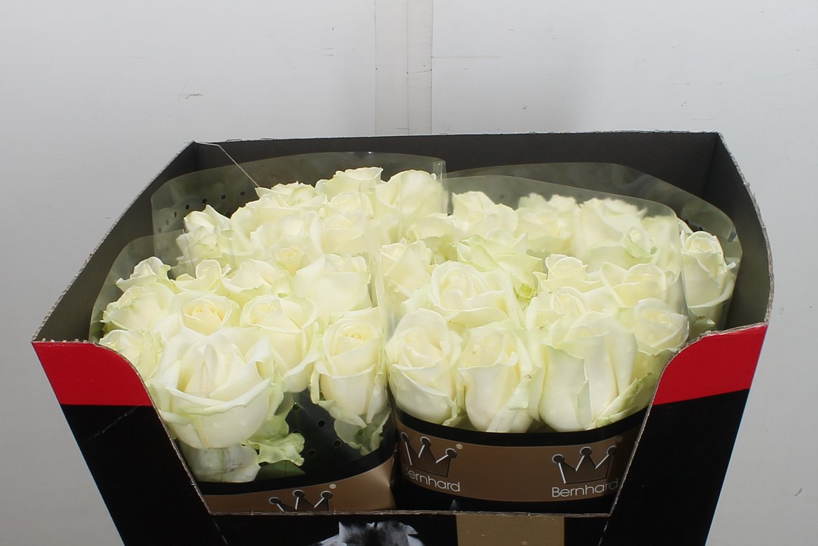 Rosa Avalanche+ 60cm