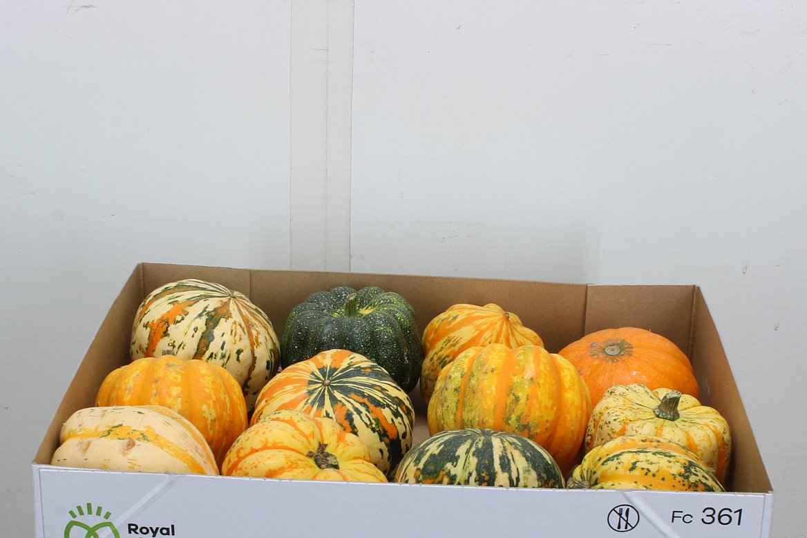Cucurbita Pepo Festival 10cm