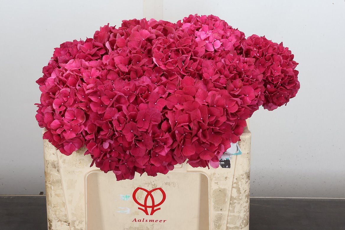 Hydrangea Rubyred 50cm 14-16cm Hd