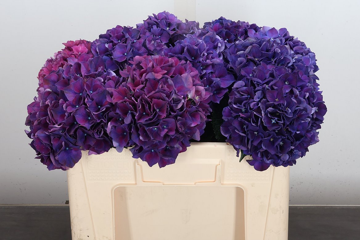 Hydrangea Rubyred Purple 50cm 14-16cm Hd
