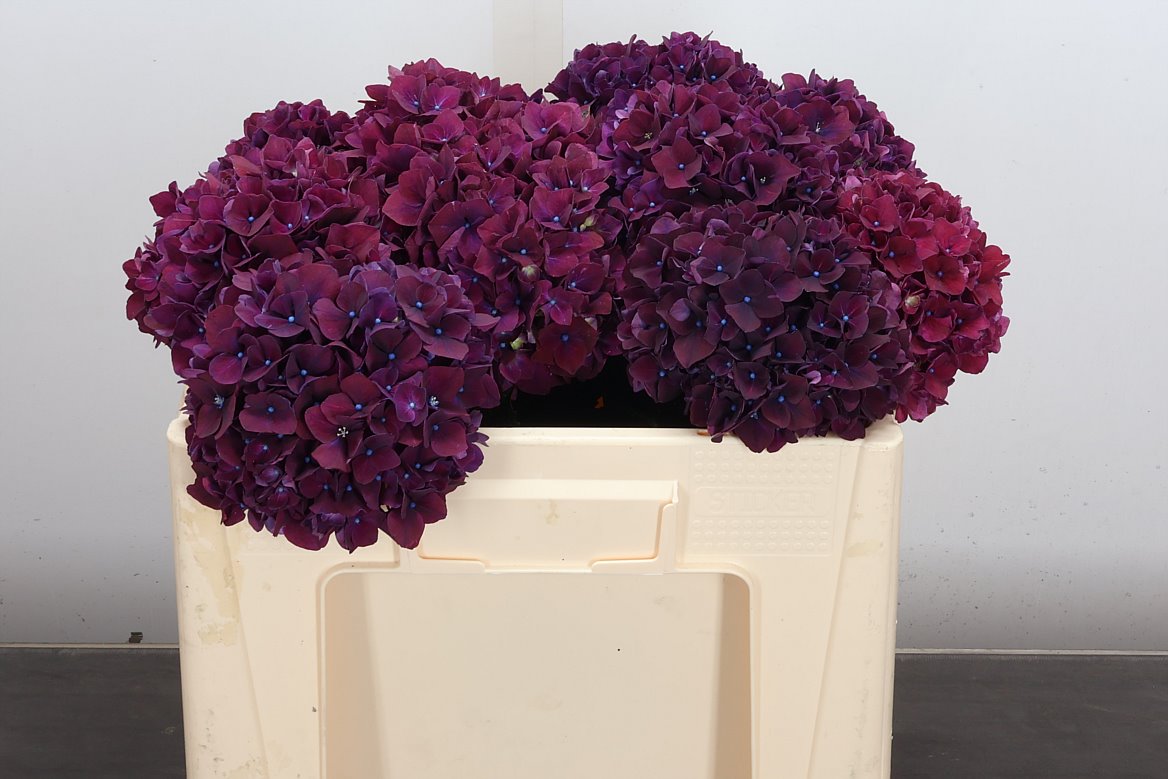 Hydrangea Rubyred Purple 50cm 15-17cm Hd