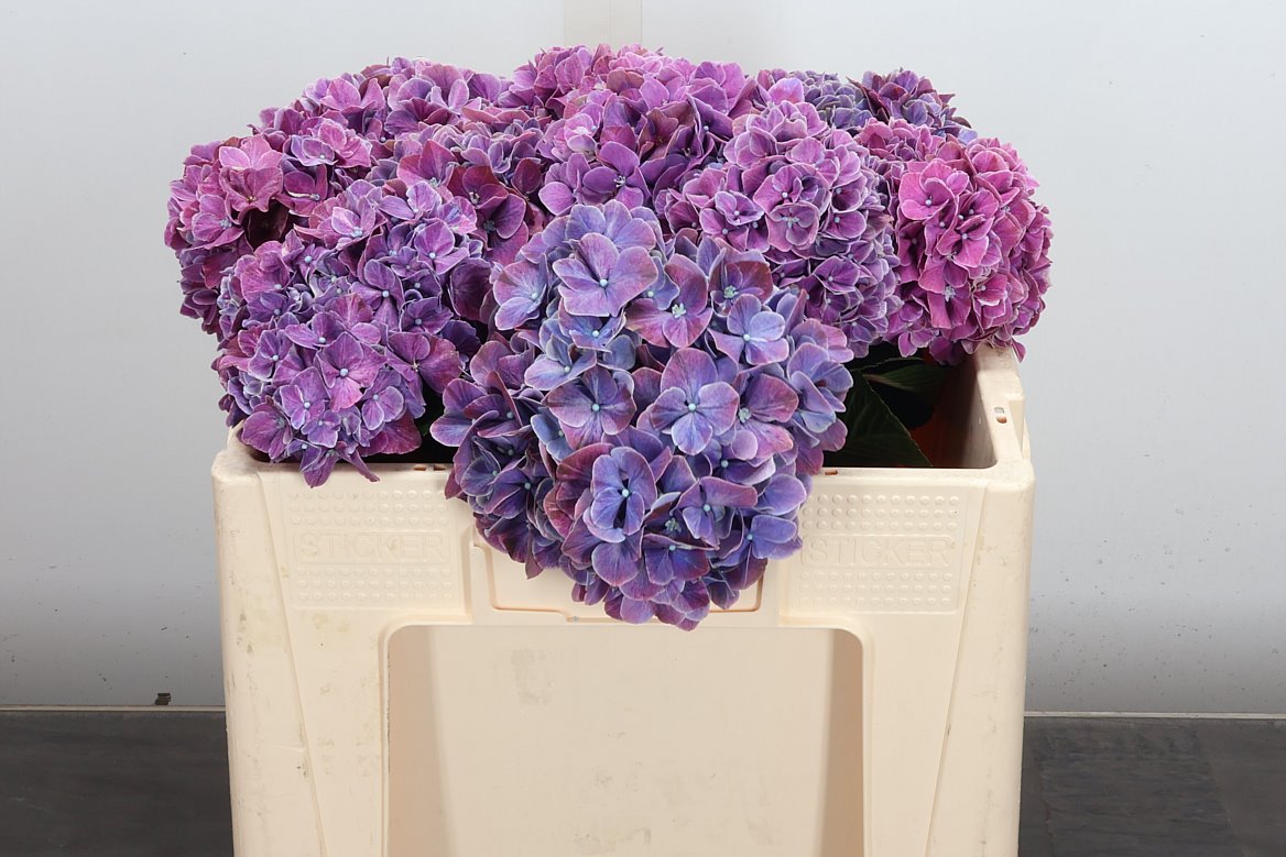 Hydrangea Sweet Ruby 50cm 13-15cm Hd