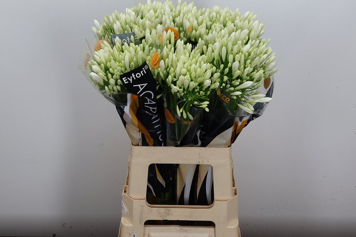 Agapanthus Eyfori White 65cm