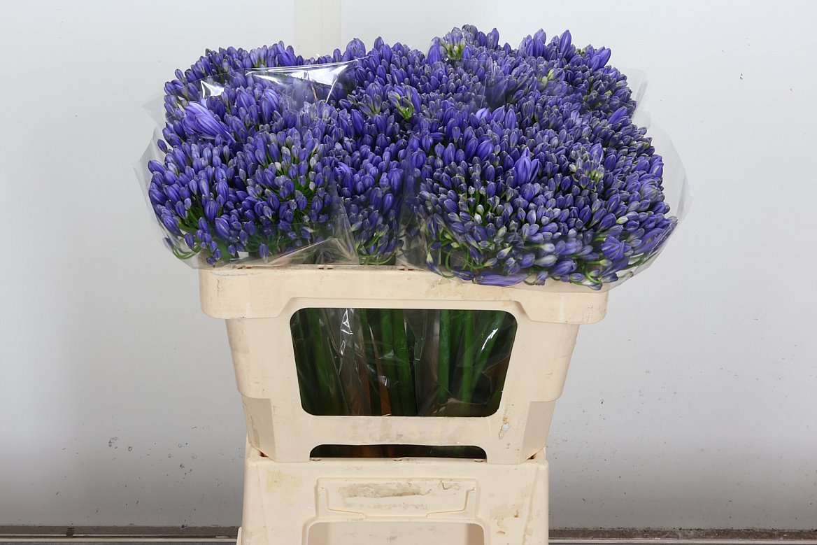 Agapanthus Eyfori Blue 50cm