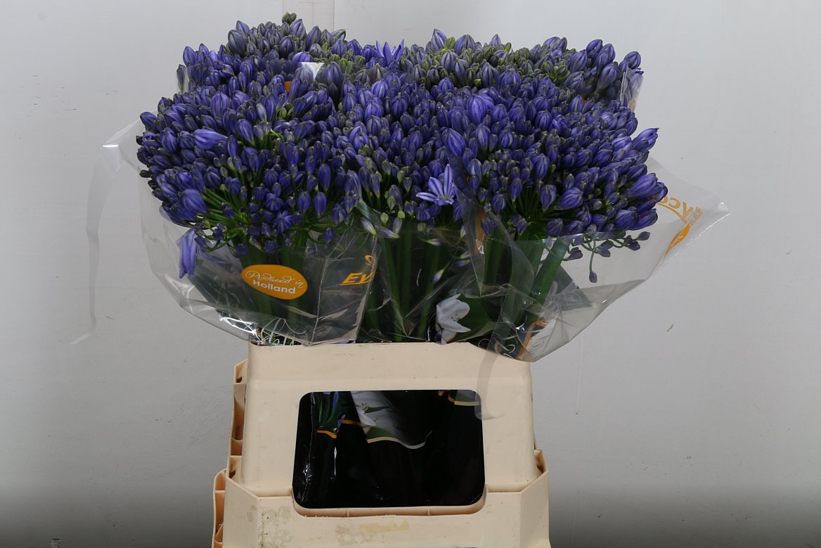 Agapanthus Eyfori Blue 60cm