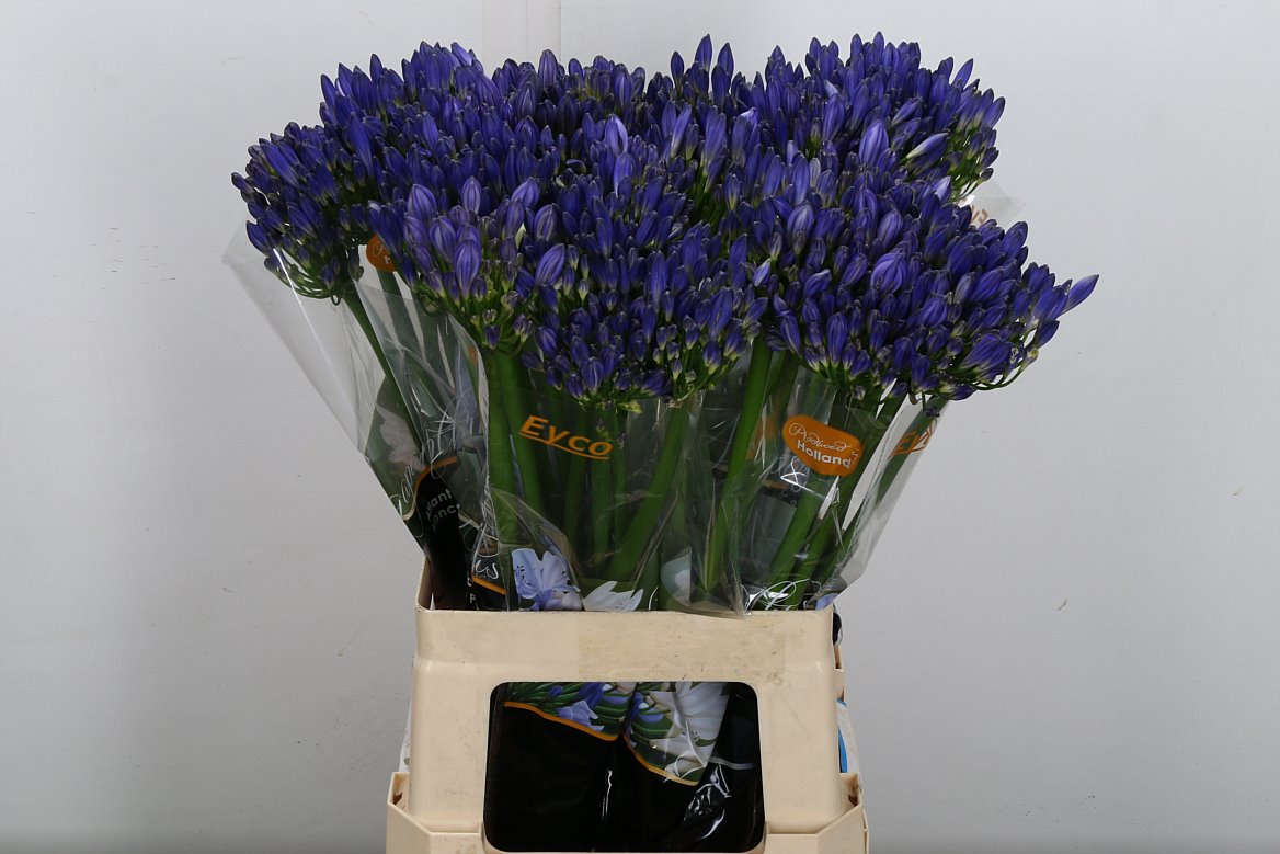 Agapanthus Eyfori Blue 65cm