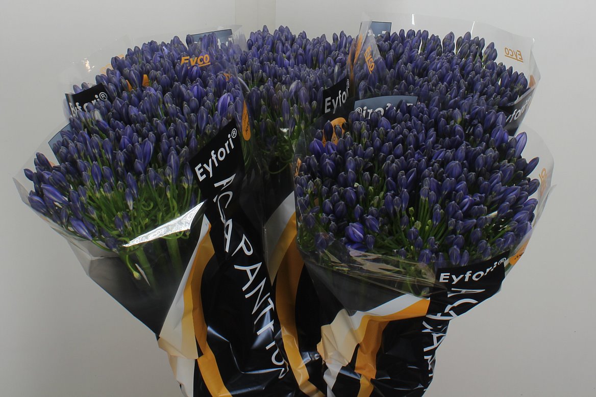 Agapanthus Eyfori Blue 70cm
