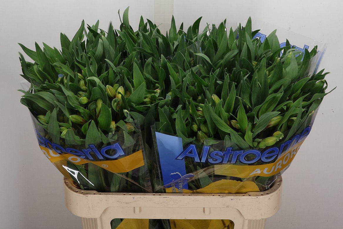 Alstroemeria Aurora 75cm 70gr.