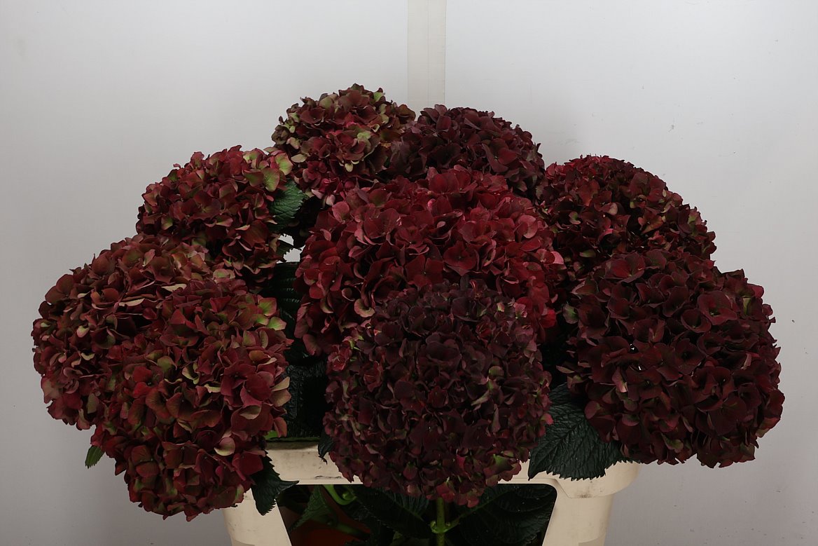 Hydrangea Ruby Red Classic 80cm 22Ø
