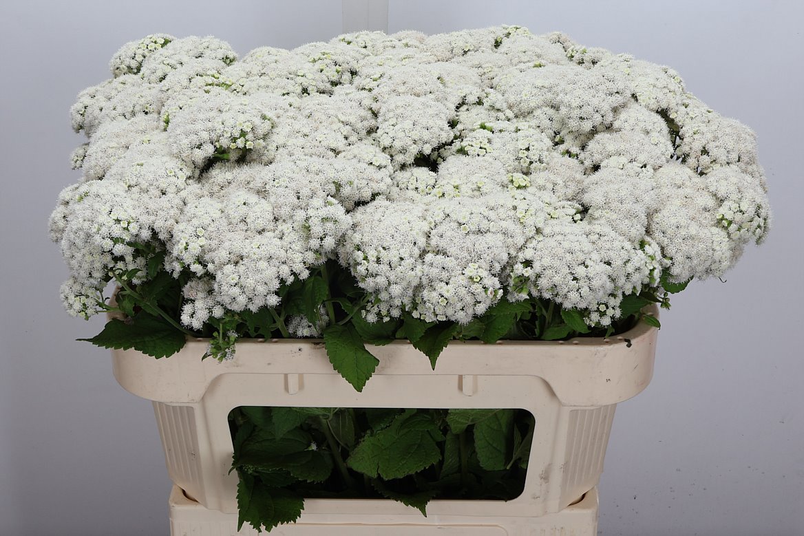 Eupatorium Rugosum Lucky Moments 70cm
