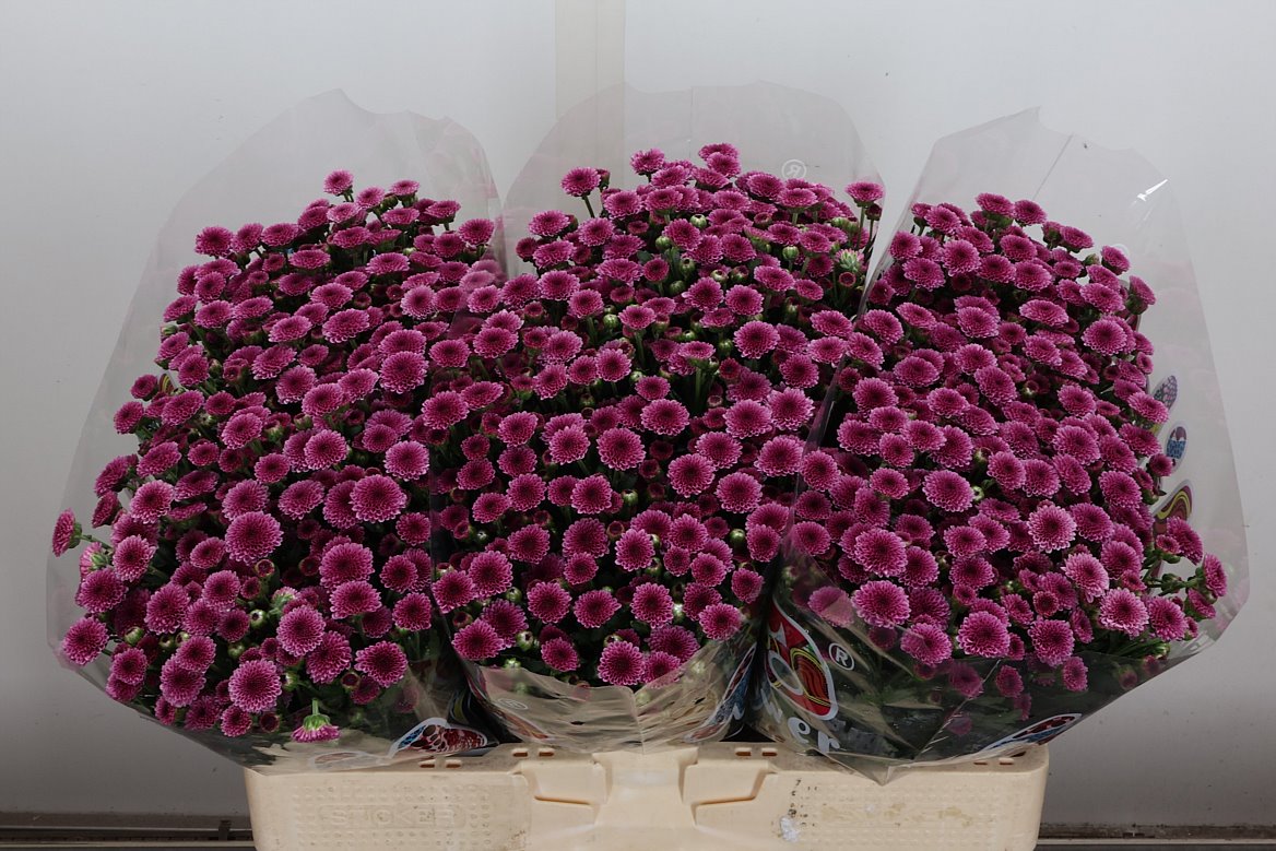 Chrysanth Santini Madiba Pink Tyolo 55cm 36gr.