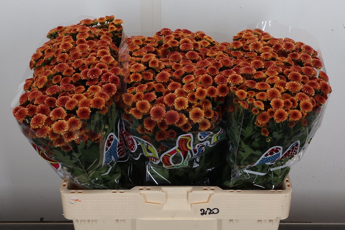 Chrysanth Santini Madiba Orange Tyolo 55cm 34gr.