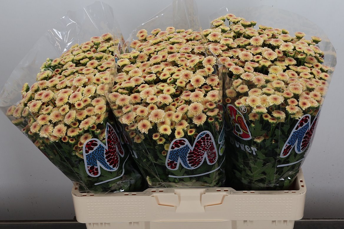 Chrysanth Santini Madiba Tyolo Salmon 55cm 32gr.