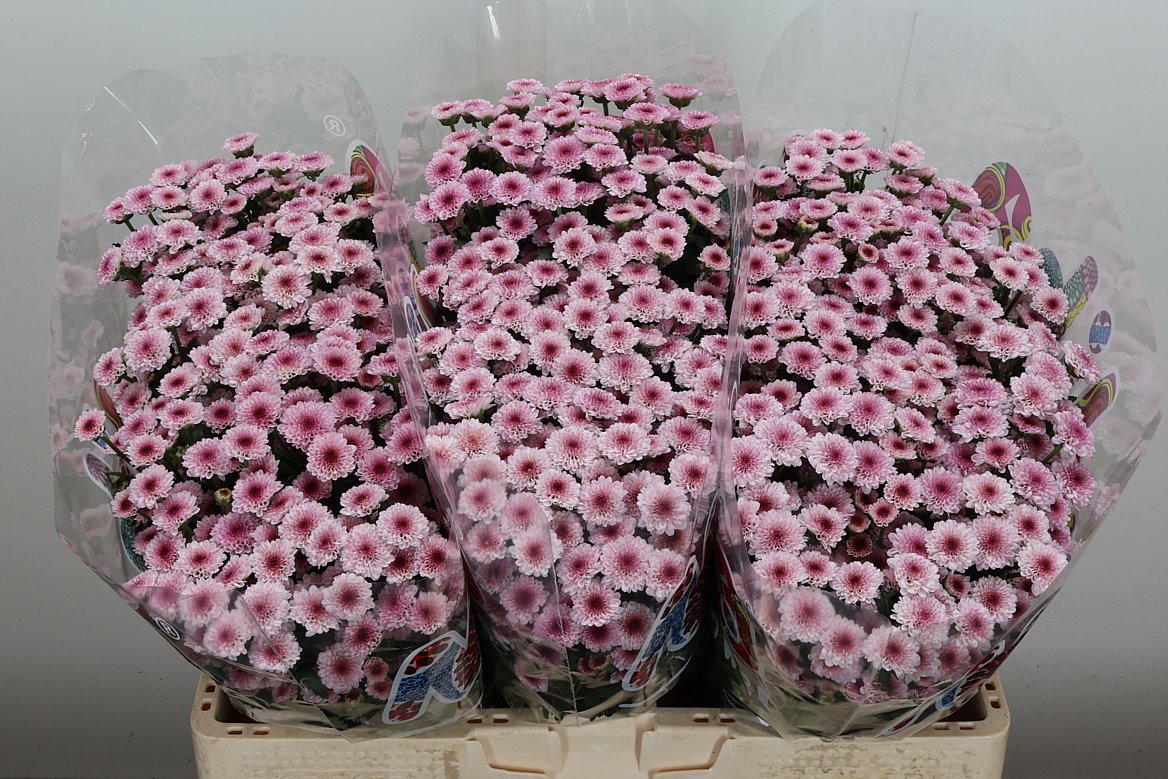 Chrysanth Santini Madiba Tyolo Bico 55cm 32gr.