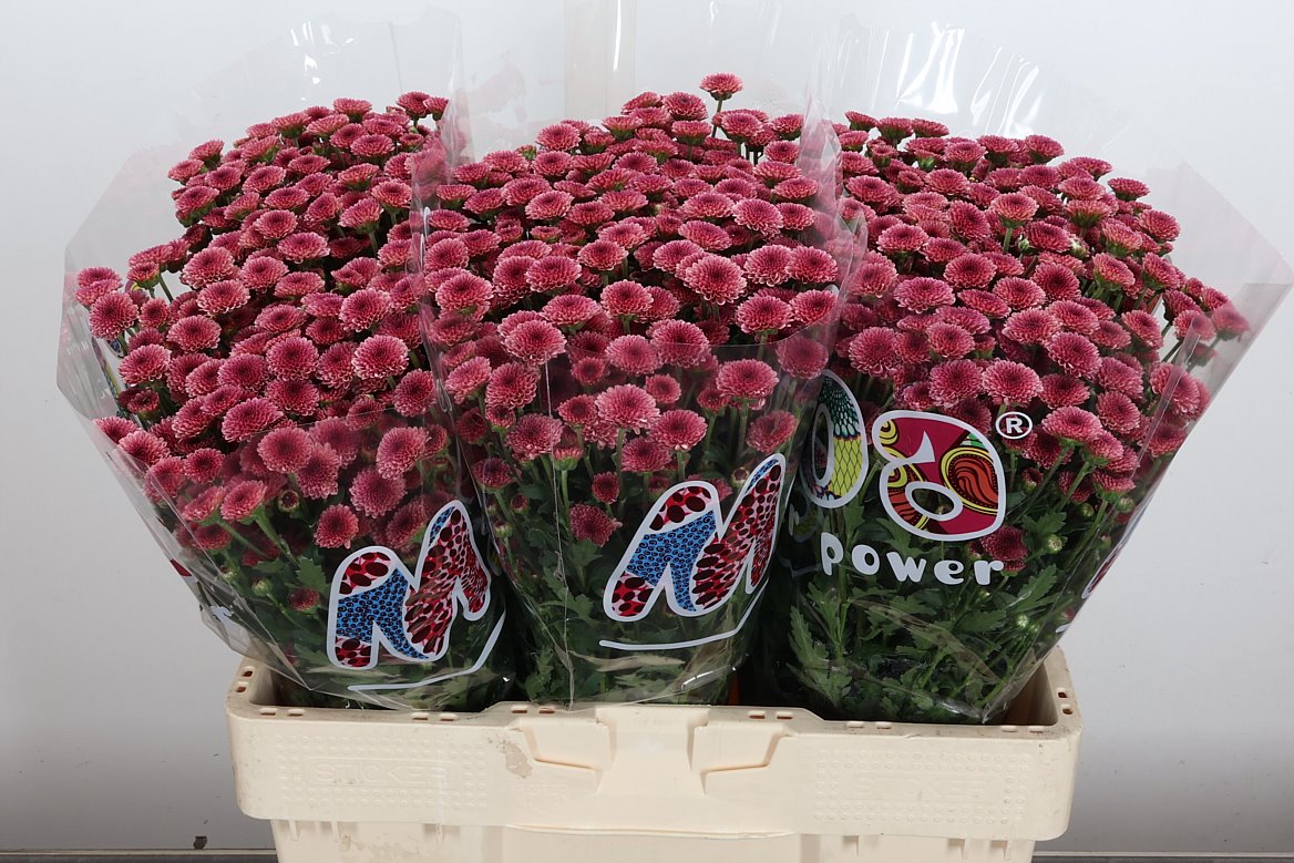 Chrysanth Santini Madiba Cherry Tyolo 55cm 32gr.