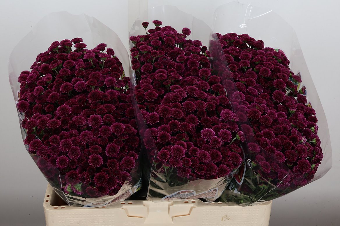 Chrysanth Santini Madiba Tyolo Purple 55cm 32gr.