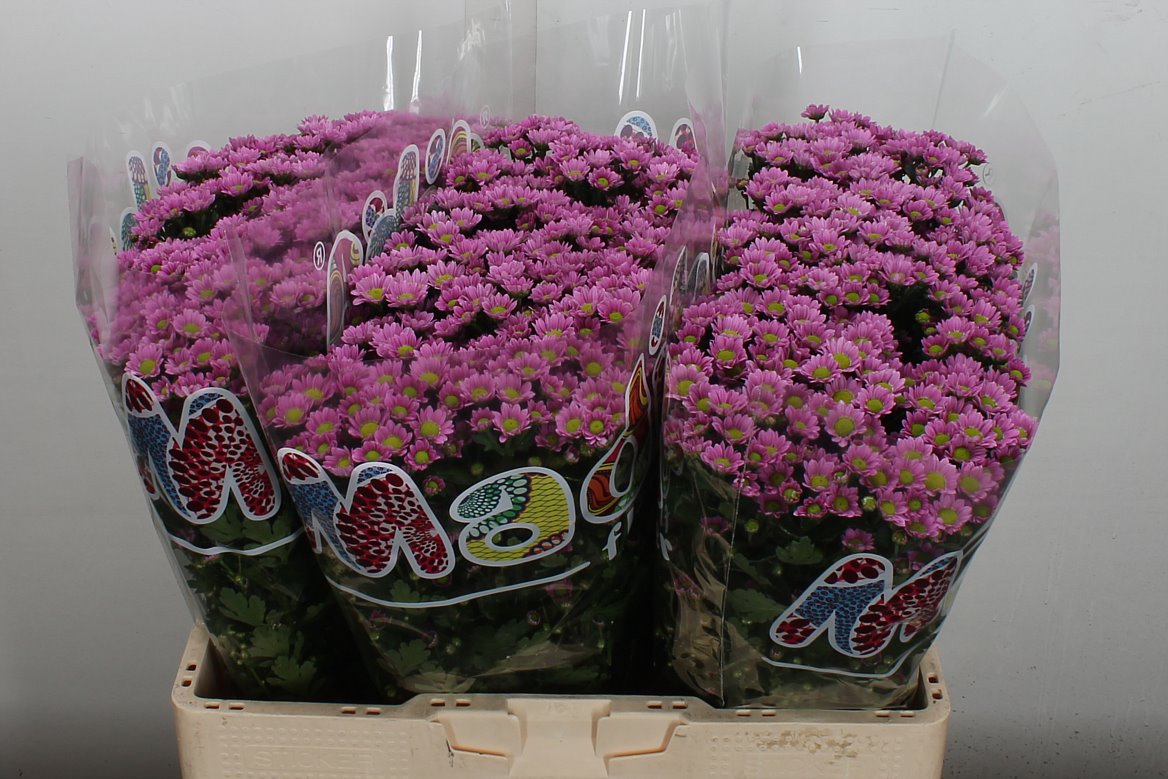 Chrysanth Santini Madiba Tanga Pink 55cm 32gr.