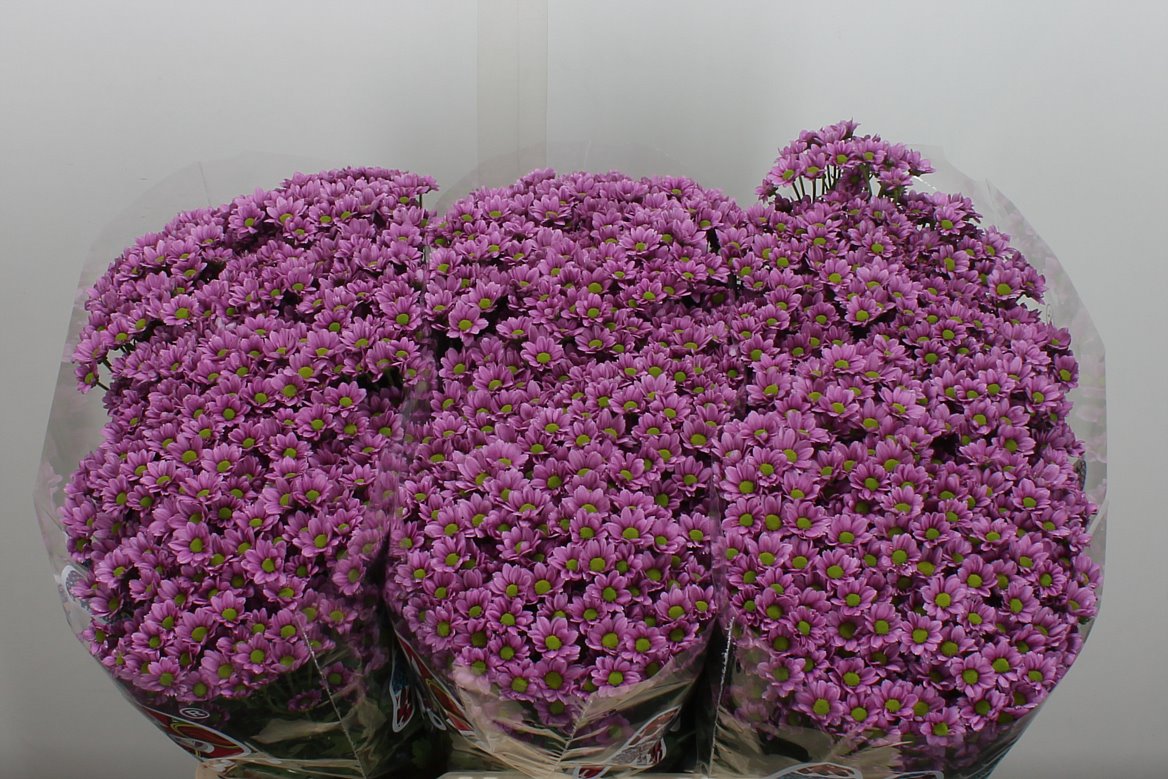 Chrysanth Santini Madiba Tanga Pink 55cm 34gr.