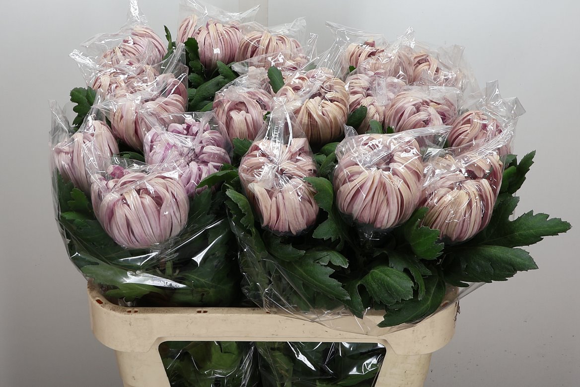 Chrysanth Single Vienna Pink 80cm 150gr.