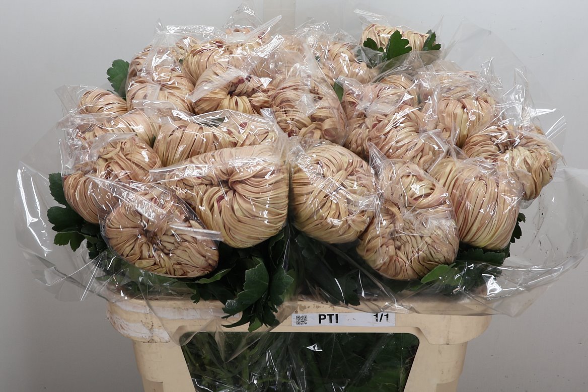 Chrysanth Single Vienna Copper 80cm 140gr.